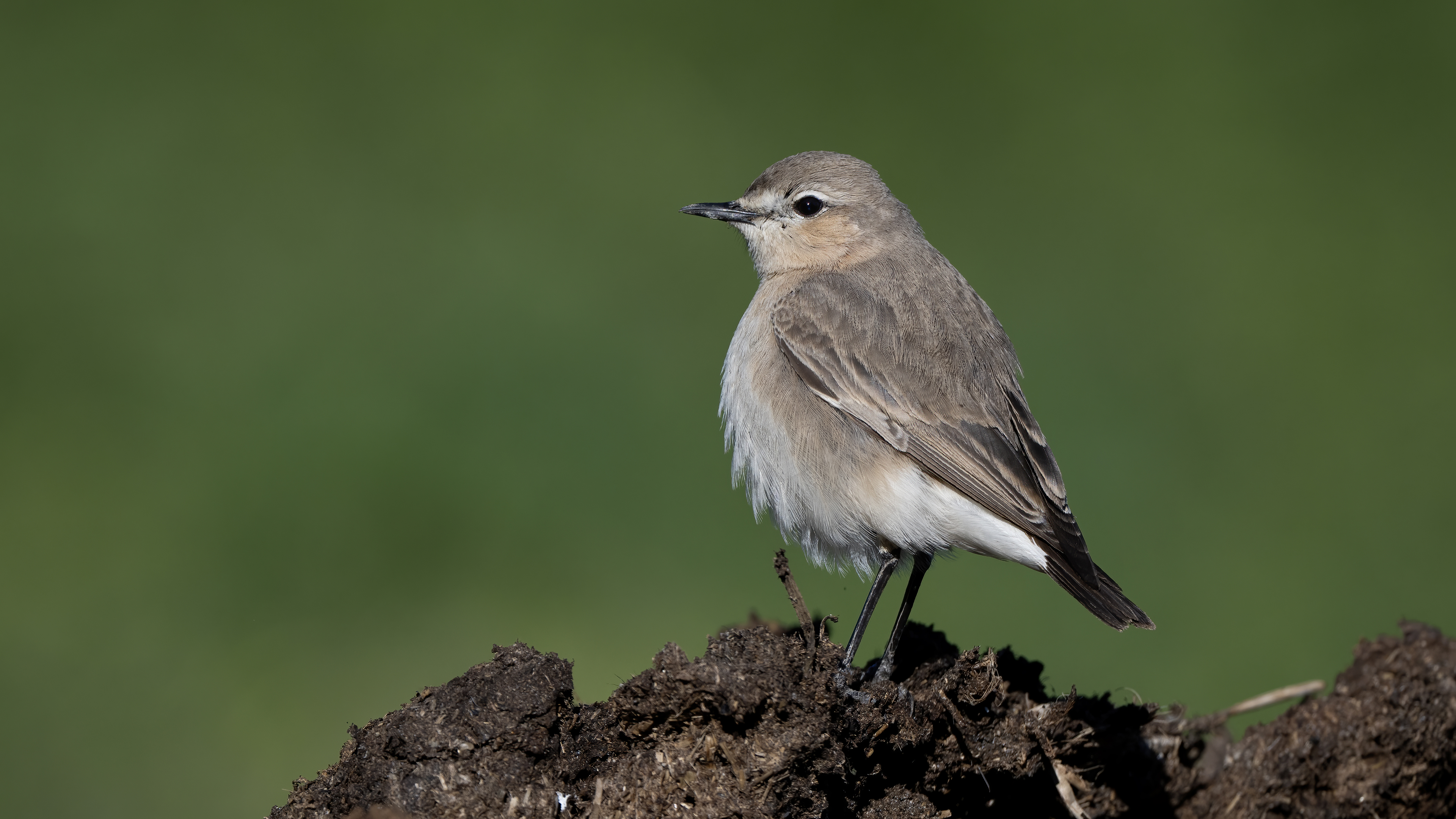 Isabelline Wheatear — Ana fotoğraf